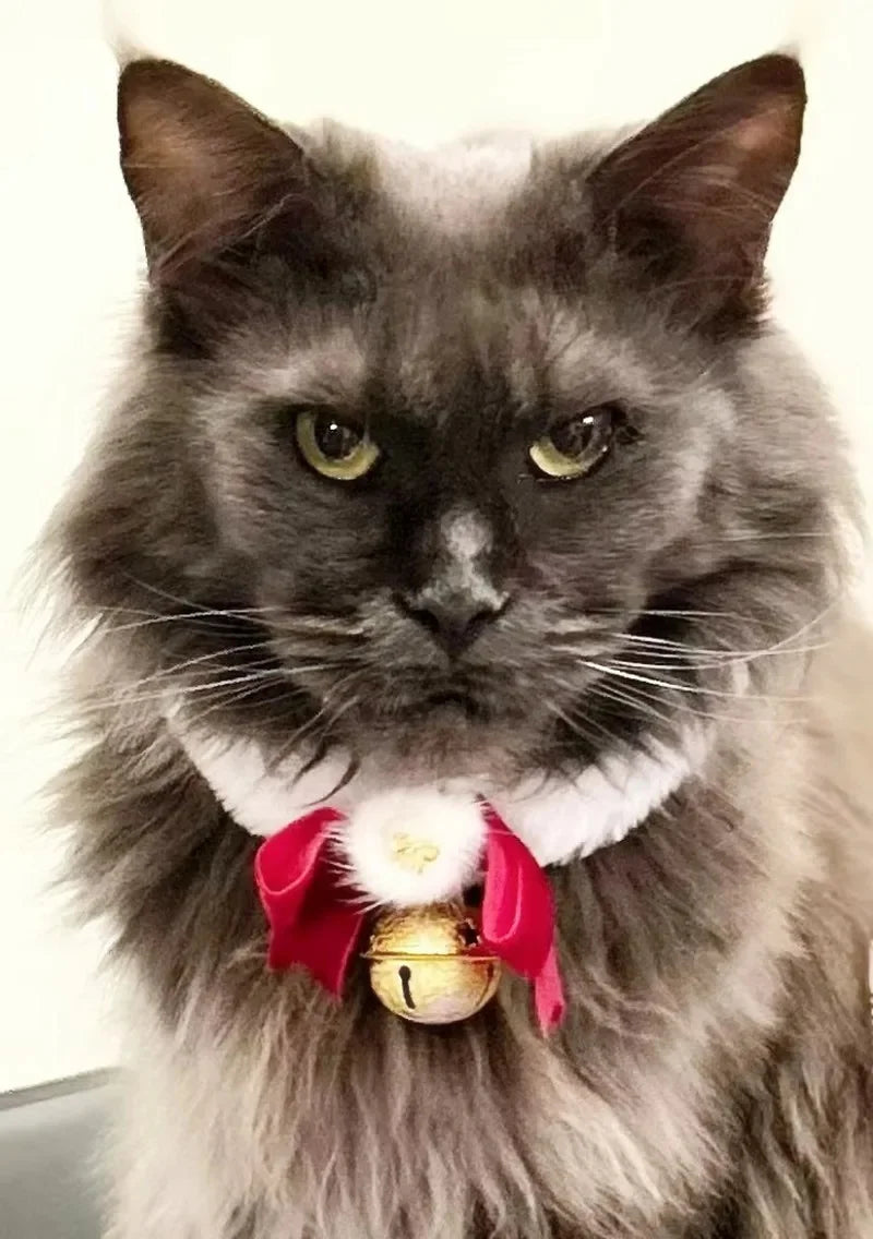 Pet Christmas Collar